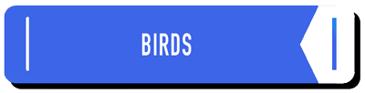Birds - learning center