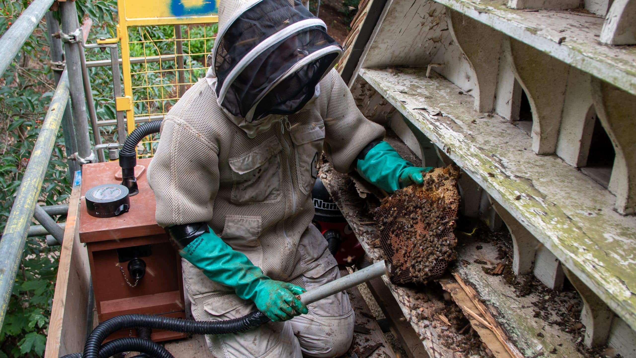 Top 5 Bee Removal Specialist in the UK