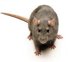 rat control & removal